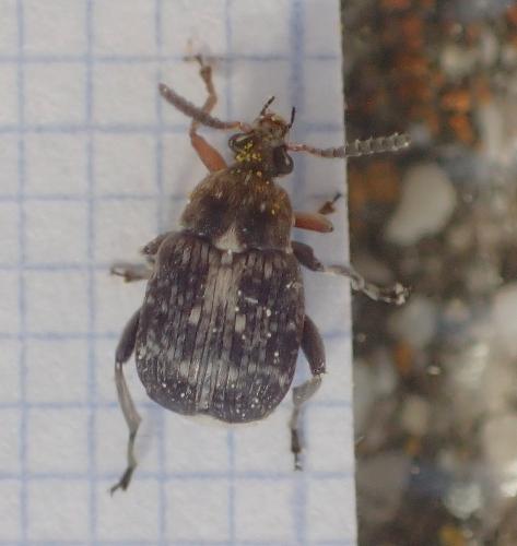 Réf. 226 320 : Bruchinae inconnu